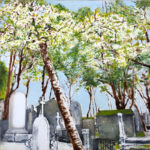 © Benoît Moreau - Père-Lachaise - Maronniers 40 x 40 cm - huile sur toile - 2012