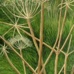 © Benoît Moreau - Dans l’herbe - 120x35 cm - 2025